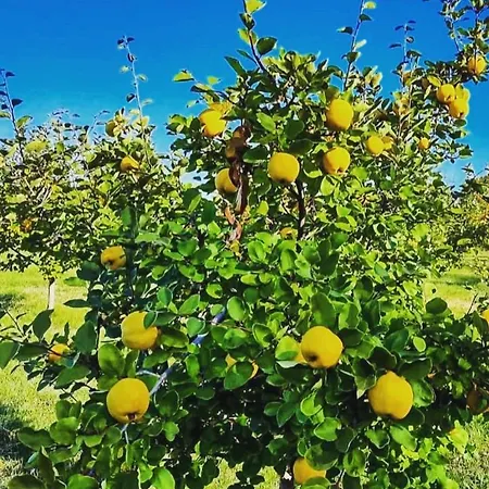 Odmor Na Selu Babajic * Ljig