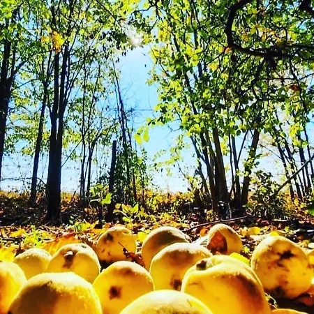 Odmor Na Selu Babajic Апартаменты *