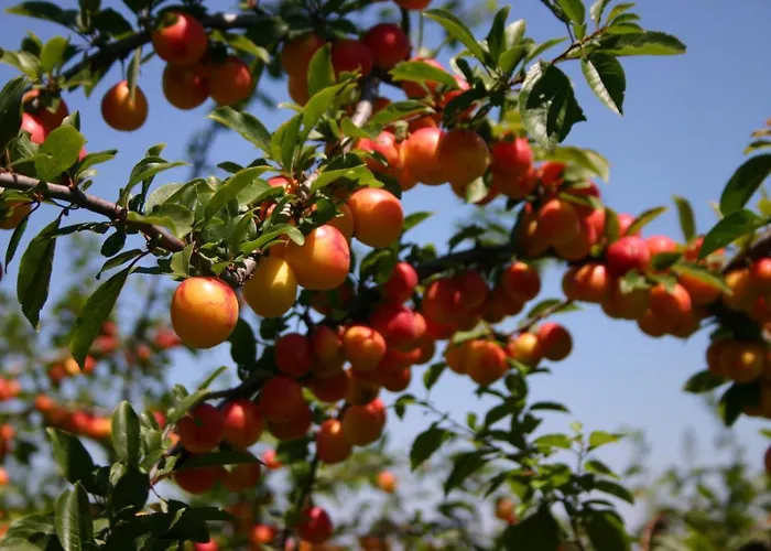 Odmor Na Selu Babajic *