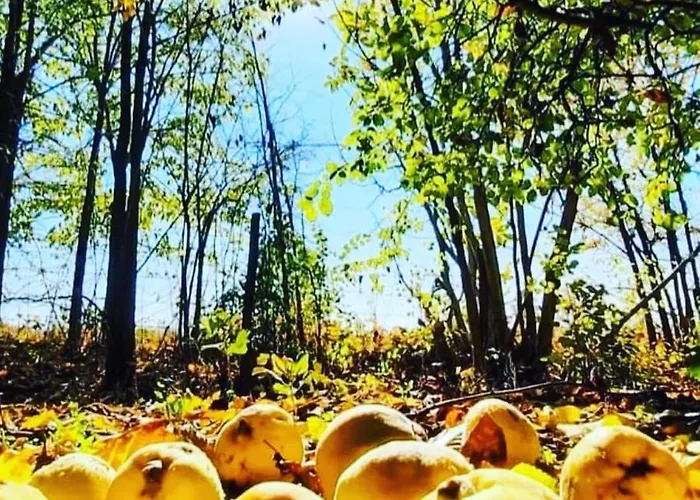 Odmor Na Selu Babajic Daire *