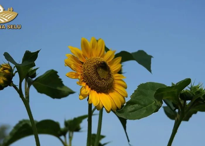 Odmor Na Selu Babajic